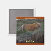 Wild Red Fox Animal Wildlife Fun Magnet (Vorderseite/Rückseite)