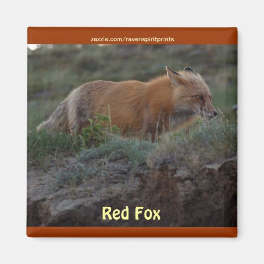 Wild Red Fox Animal Wildlife Fun Magnet (Vorne)