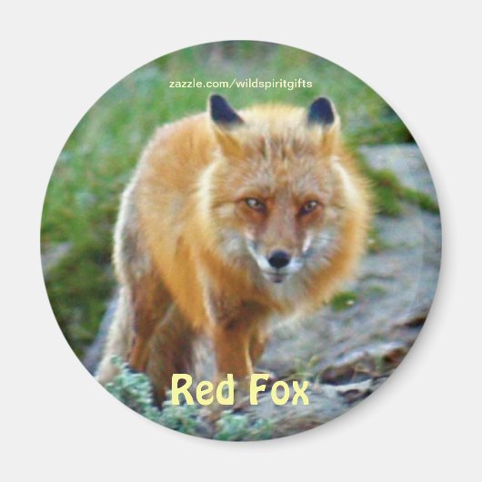 Wild Red Fox Vixen Wildlife Art Magnet (Vorne)