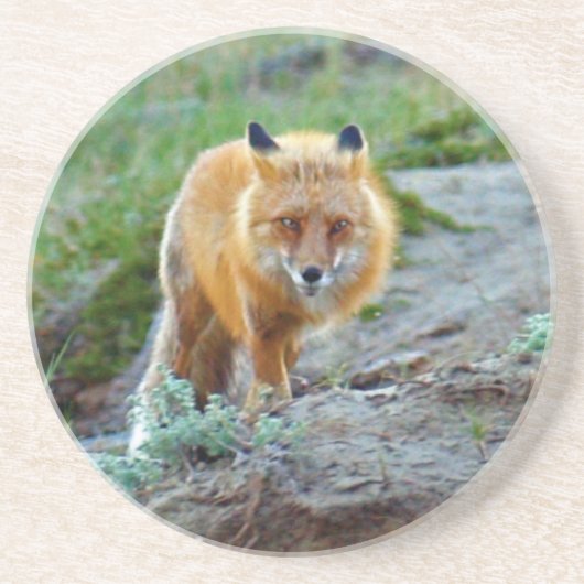 Wild Red Fox Vixen Wildlife Foto Art Untersetzer (Vorne)