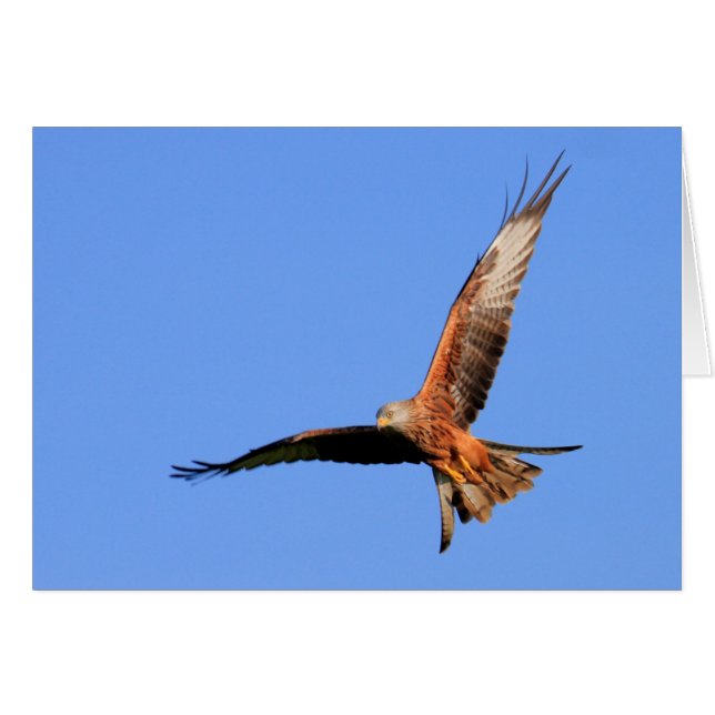 Wild Red Kites (Vorderseite (Horizontal))