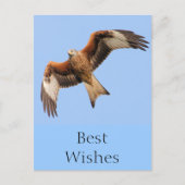 Wild Red Kites Postkarte (Vorderseite)