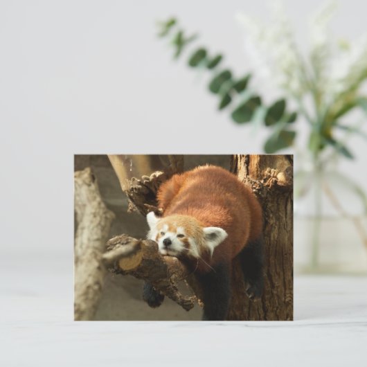 Wild Red Panda Sleeping Foto Postkarte (Stehend Vorderseite)