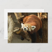 Wild Red Panda Sleeping Foto Postkarte (Vorne/Hinten)