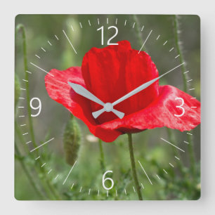 Wild red poppy flower quadratische wanduhr