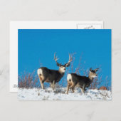 Wild Reindeer Postkarte (Vorne/Hinten)