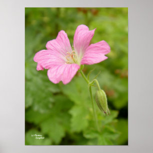 Wild rosa Geranium Blume Print Poster