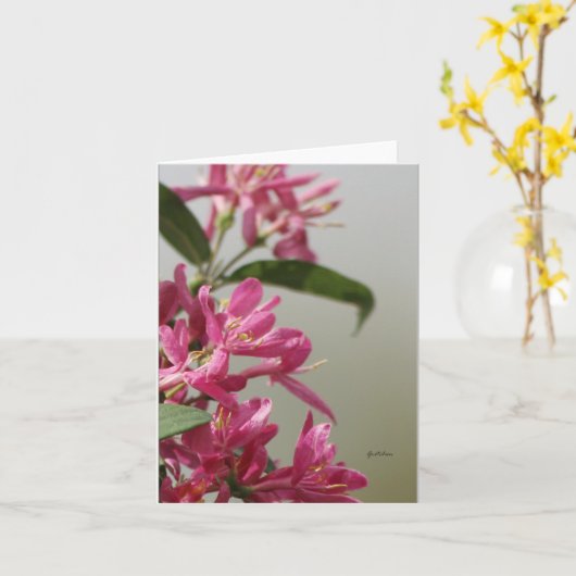 Wild rosa Honigsauckle Karte (Gelbe Blume)