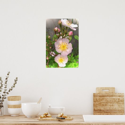 Wild rosa Rose Blume Poster (Küche)