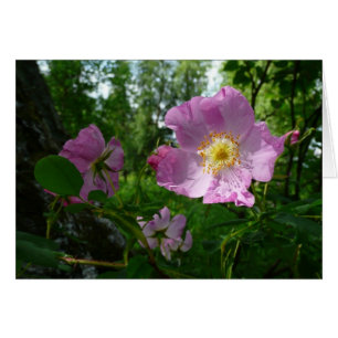 Wild rosa Rosen in Alaska