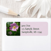 Wild rosa Rosen in Alaska (Insitu)