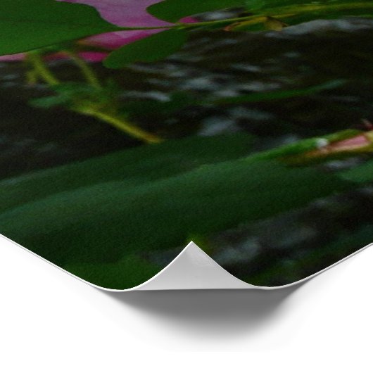 Wild rosa Rosen in Alaska Poster (Ecke)