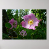 Wild rosa Rosen in Alaska Poster (Vorne)