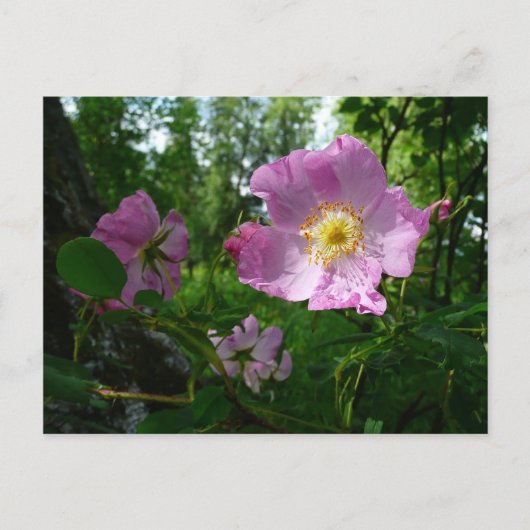 Wild rosa Rosen in Alaska Postkarte (Vorderseite)