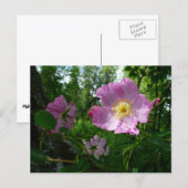 Wild rosa Rosen in Alaska Postkarte (Vorne/Hinten)