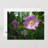 Wild rosa Rosen in Alaska Postkarte (Vorne/Hinten)