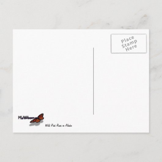 Wild rosa Rosen in Alaska Postkarte (Rückseite)