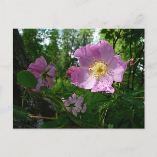 Wild rosa Rosen in Alaska Postkarte (Vorderseite)