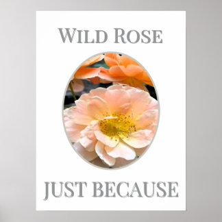 Wild Rose Bloom Poster