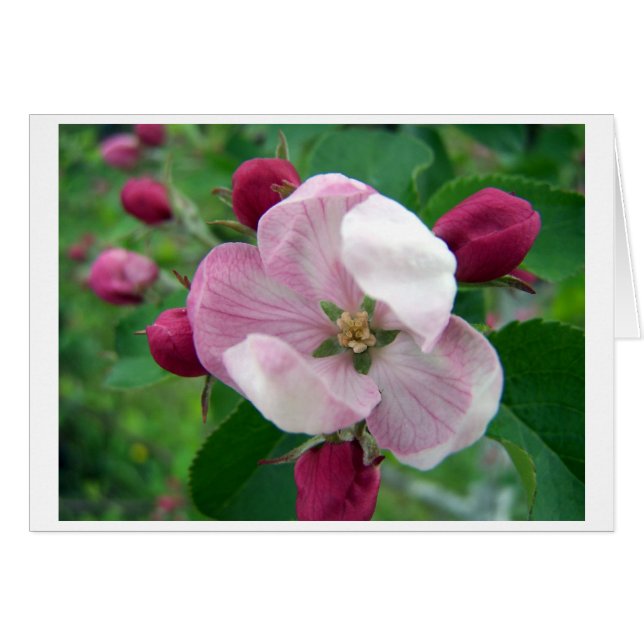 Wild Rose Card (Vorderseite (Horizontal))