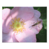 Wild Rose Foto Print (Vorne)