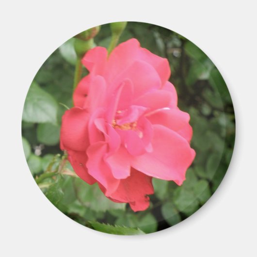 Wild Rose Magnet (Vorne)