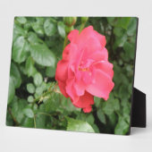 Wild Rose Plaque Fotoplatte (Seite)