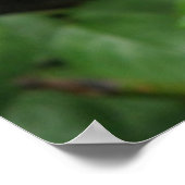 Wild Rose Poster (Ecke)