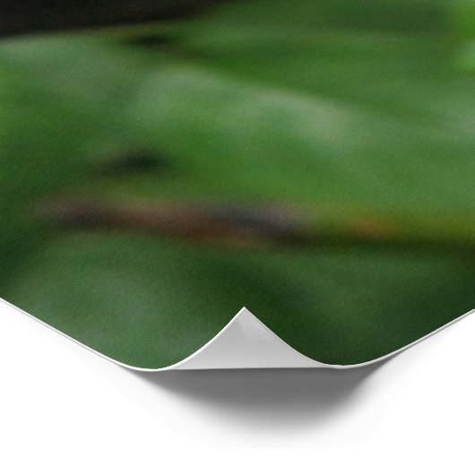 Wild Rose Poster (Ecke)