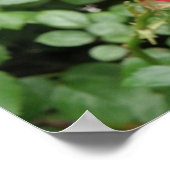 Wild Rose Poster (Ecke)