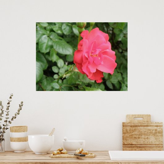 Wild Rose Poster (Küche)