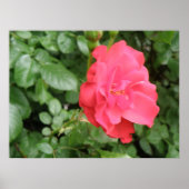 Wild Rose Poster (Vorne)