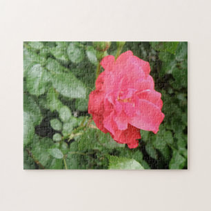 Wild Rose Puzzle