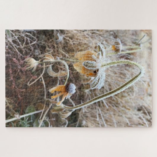 Wild Rudbeckia Blume Morning Frost Foto Puzzle (Horizontal)