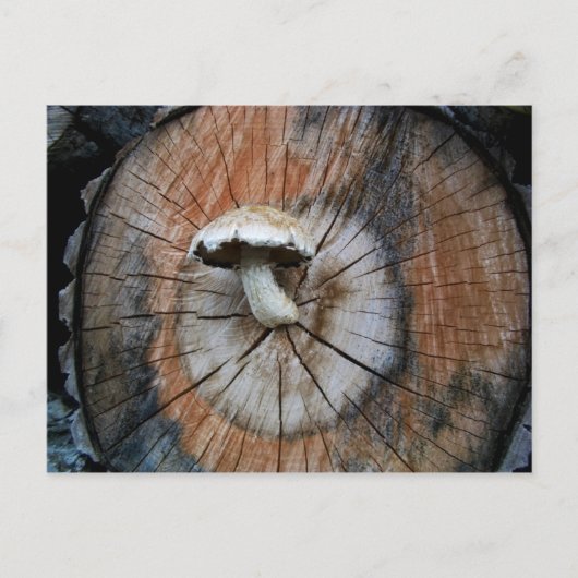 Wild Shiitake Mushroom auf Log Postkarte (Vorderseite)