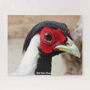 Wild Silver Pheasant Puzzle