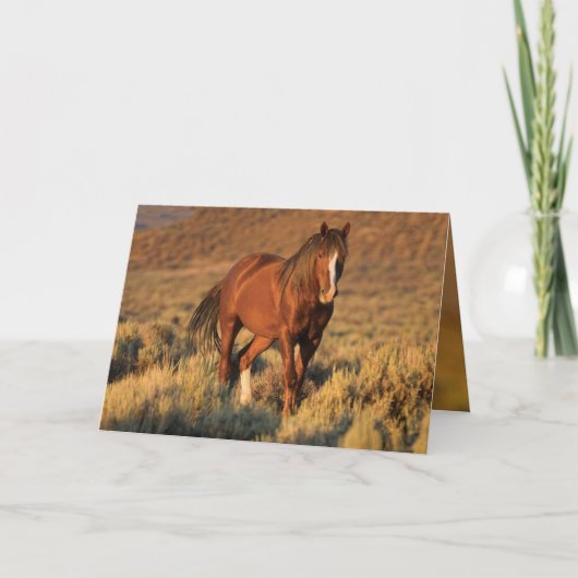 Wild Sorrel Stallion at Dawn Wild Horse Card Karte (Vorderseite)