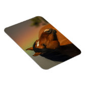 Wild Stallion, Golden Light and Rainbow Magnet (Rechte Seite)