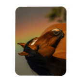 Wild Stallion, Golden Light and Rainbow Magnet (Vertikal)