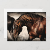 Wild-Stallion-Postkarte Postkarte (Vorne/Hinten)