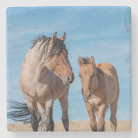 Wild Stallion und Wild Mustang Foal