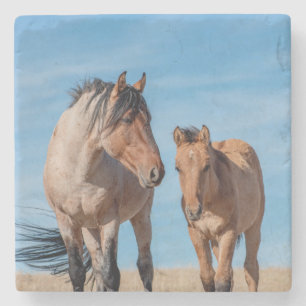 Wild Stallion und Wild Mustang Foal Steinuntersetzer