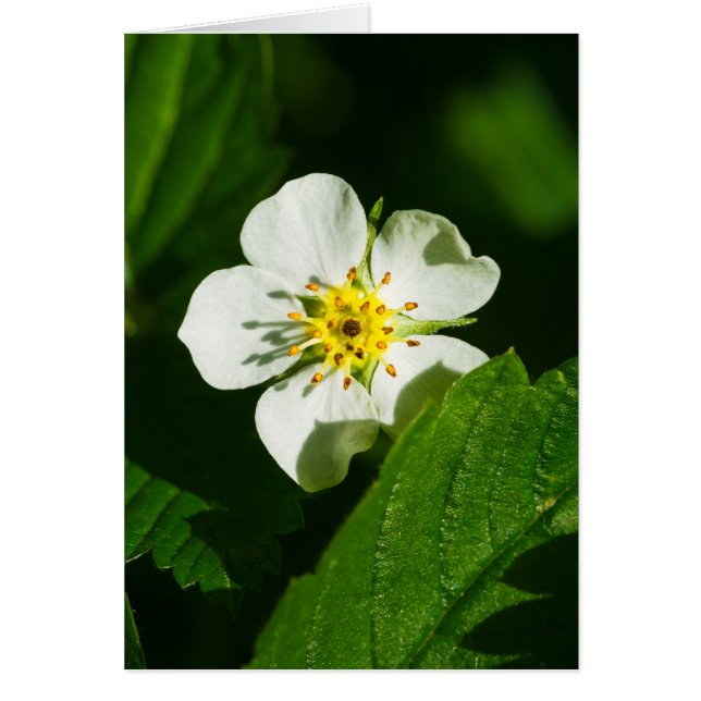 Wild Strawberry Blume (Vorne)