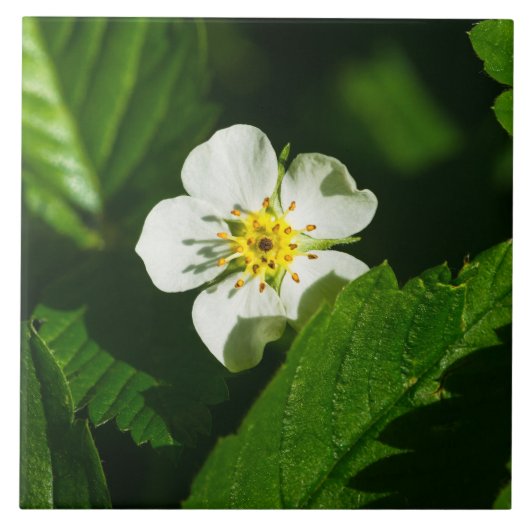 Wild Strawberry Blume Fliese (Vorderseite)