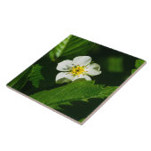 Wild Strawberry Blume Fliese (Seite)