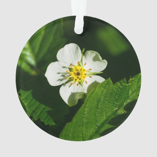 Wild Strawberry Blume Ornament (Rückseite)