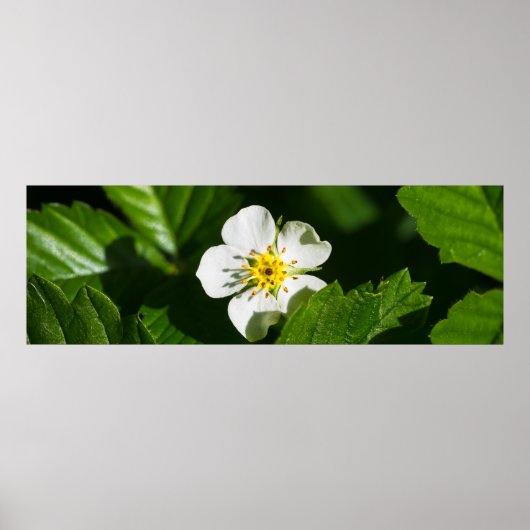 Wild Strawberry Blume Poster (Vorne)