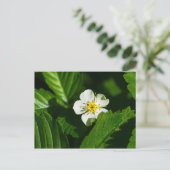 Wild Strawberry Blume Postkarte (Stehend Vorderseite)