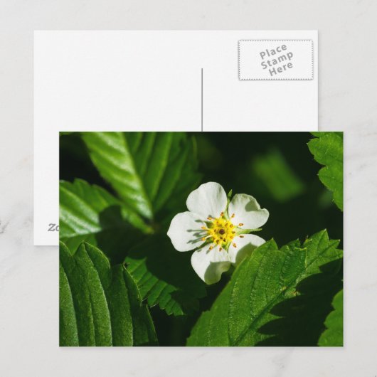 Wild Strawberry Blume Postkarte (Vorne/Hinten)
