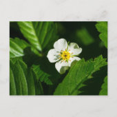 Wild Strawberry Blume Postkarte (Vorderseite)